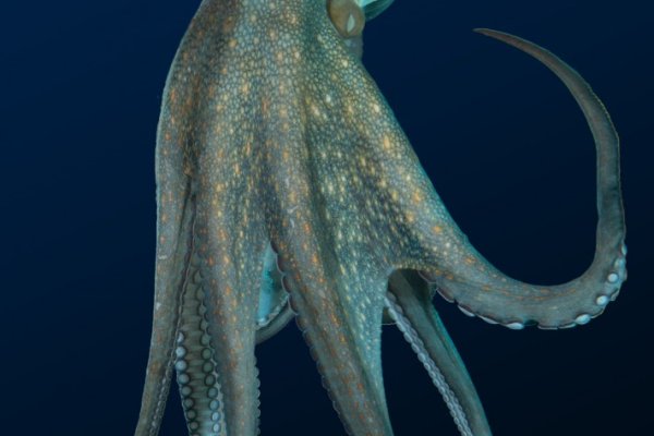 Kit kraken официальный сайт