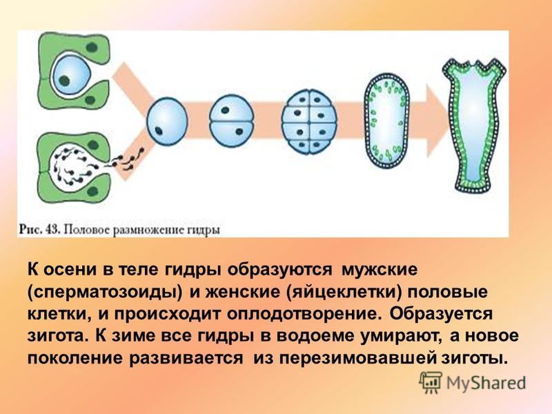 Kraken маркетплейс kr2web in